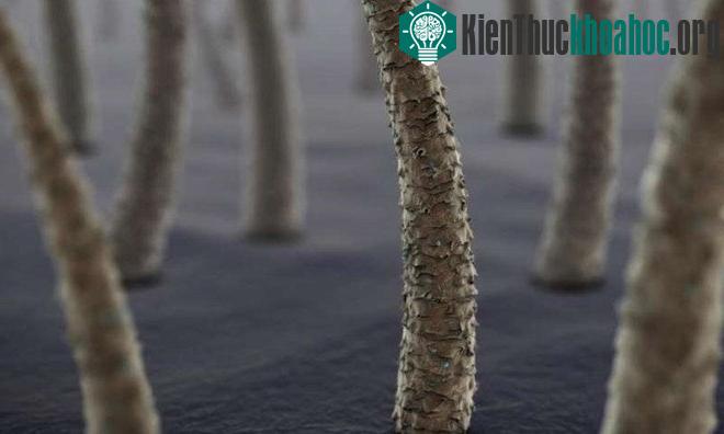 Cấu trúc tóc khi được quan sát bằng kính hiển vi.