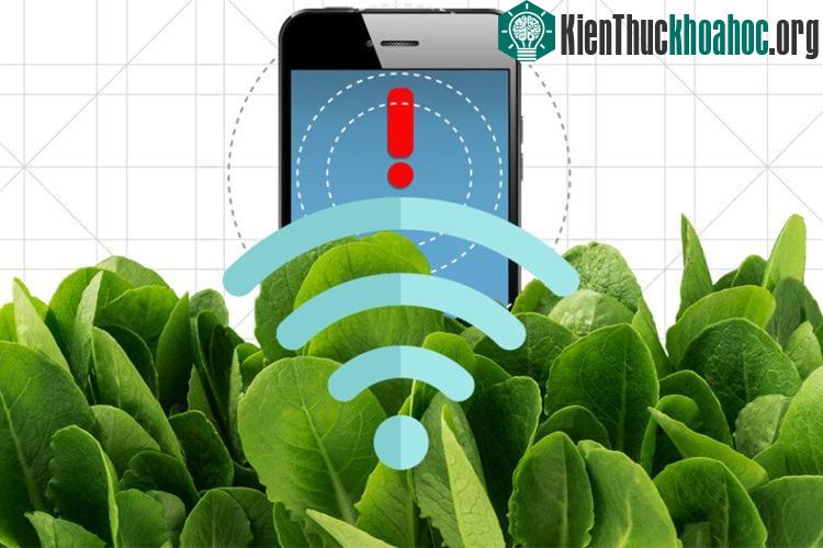Sau khi cấy ghép ống nano carbon, lá cải bó xôi có thể phát hiện bom đạn chôn dưới đất. (Ảnh: Christine Daniloff).