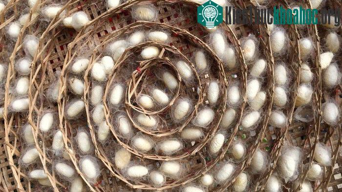 Những sợi tơ này còn có khả năng dẫn điện.