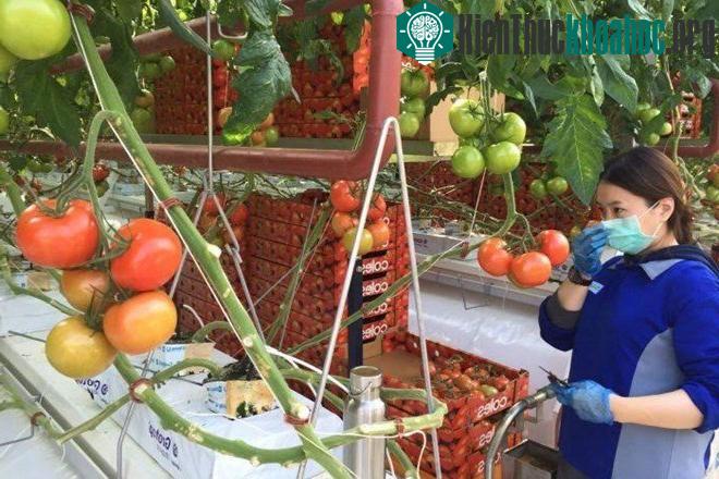 Thu hoạch cà chua cho hệ thống siêu thị Coles. (Nguồn ABC).