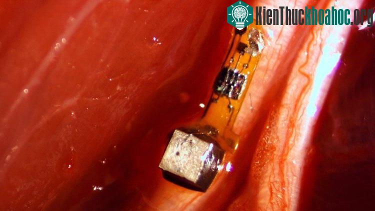 Mục tiêu chính của loại "bụi thần kinh" này là tạo tiền đề cho các giao tiếp giữa máy và não thế hệ tiếp theo.