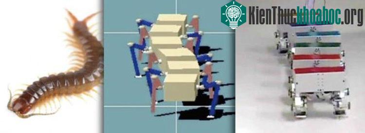 Các nhà khoa học Nhật Bản đã chế tạo thành công những con robot bắt chước loài rết.