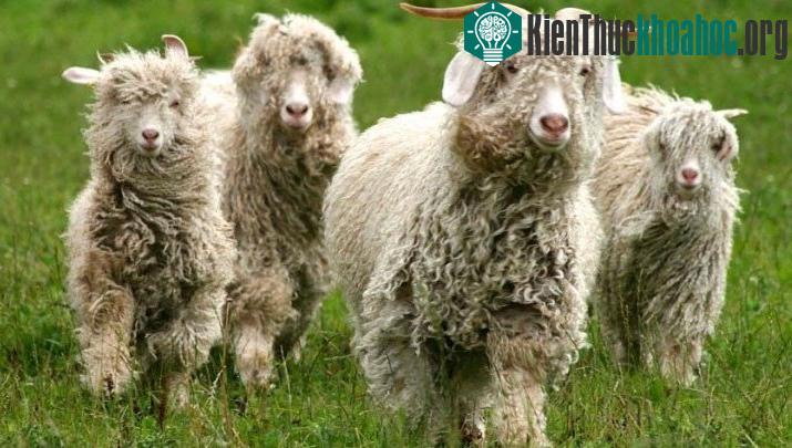 Dê Angora là một giống dê có nguồn gốc từ Trung Á và được đưa vào Thổ Nhĩ Kỳ vào thế kỷ thứ 13. Lông của chúng được dùng để tạo len Mohair, có giá trị cao và nổi tiếng trong ngành công nghiệp thời ...
