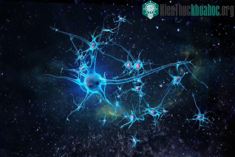 Bioquark đã tiến hành nghiên cứu phương pháp này trong vòng 1 năm.