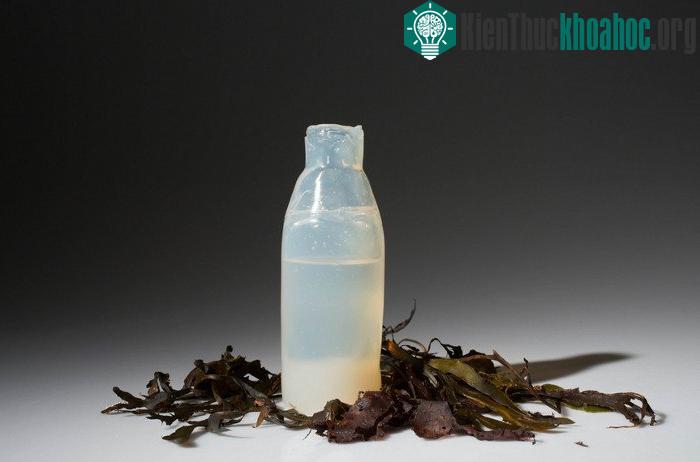 Loại chai được làm từ thạch này đảm bảo cho chất lỏng bên trong luôn tươi mát.