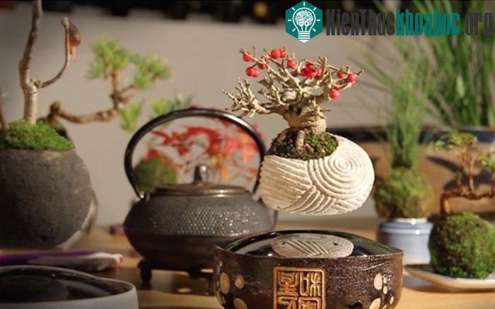 Những cây bonsai của họ có thể bay lơ lửng trong không trung, thậm chí xoay vòng tại chỗ.