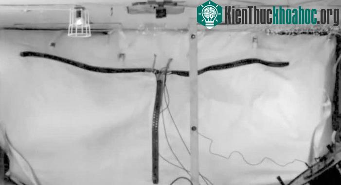 Tính linh hoạt của miếng lót này làm tăng khả năng phục hồi của nó sau bất kỳ vụ nổ nào.