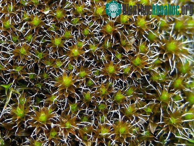 Rêu Syntrichia caninervis.