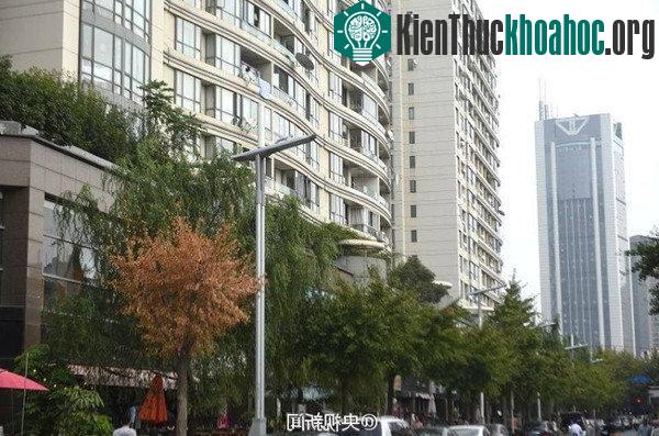 Trung Quốc lắp đèn đường phát sóng wifi, sạc điện ảnh 0