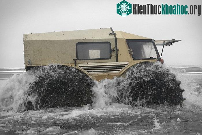 Sherp với khả năng lội nước.