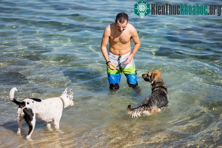 Tel Aviv được xem là thành phố có tỷ lệ chó được nuôi trên đầu người cao nhất thế giới. (Ảnh: Việt Thắng/Vietnam+).