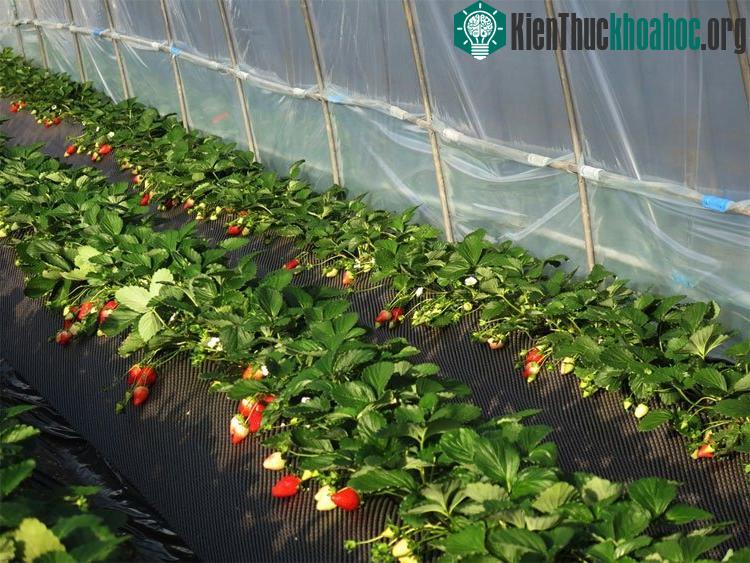 Yếu tố đầu tiên để trồng dâu tây là thời tiết thuận lợi.