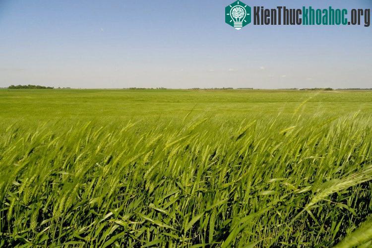Các cánh quạt đã làm thay đổi các luồng không khí trên cánh đồng.