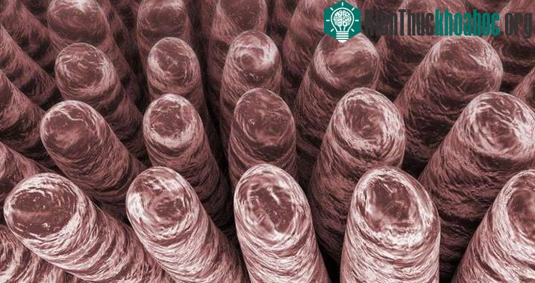 Đội ngũ nghiên cứu đã phát triển một vật chất cực nhẹ có cấu trúc nano mang thiết kế của những lông tơ siêu nhỏ trong ruột người.