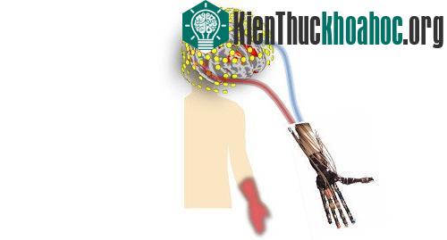 Kết nối hệ thống tương tác với não bộ. (Ảnh: Đại học Osaka).