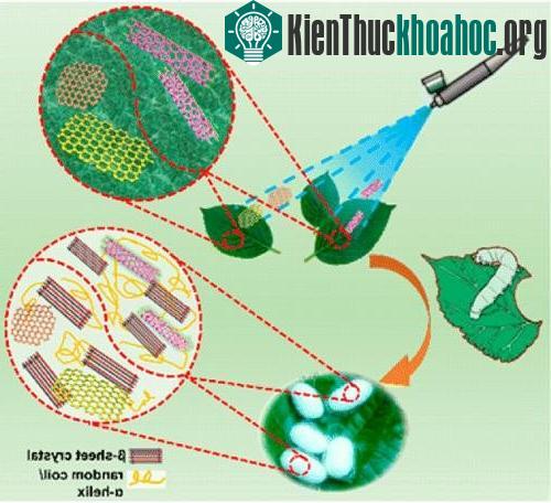 Chỉ đơn giản là phun hợp chất ấy lên lá dâu cho tằm ăn.