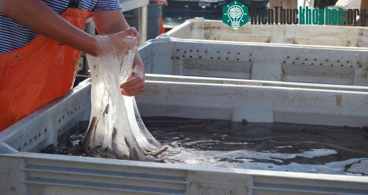 Chất nhầy của chúng có thể sẽ dùng để chế tạo áo chống đạn trong tương lai.