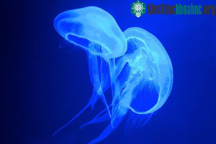 Loài sứa có thể được ứng dụng trong công nghệ mã hóa thông điệp. (Nguồn: Shutterstock).