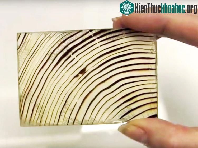 Loại "kính" đặc biệt này được làm từ gỗ.