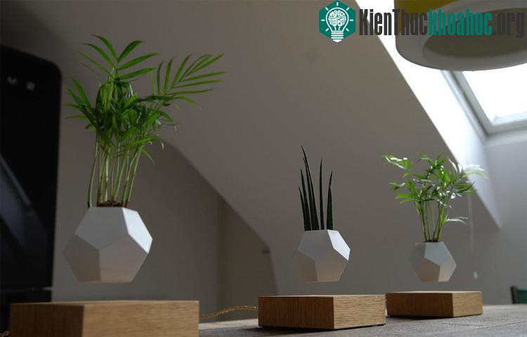 Những chậu cây này có thể xoay tròn.