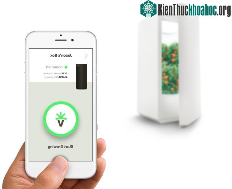 Các điều kiện bên trong Everblume, từ nhiệt độ đến ánh sáng, đều được điều khiển và kiểm soát hoàn toàn bằng điện thoại.