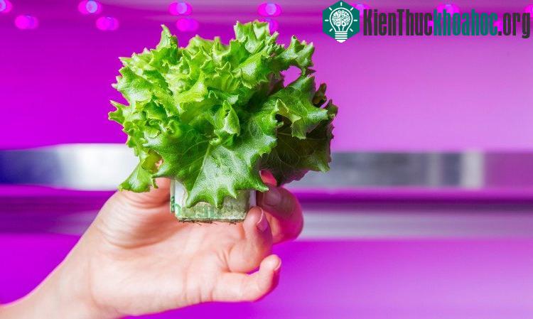 Cánh đồng công nghệ cao này là một căn phòng hoàn toàn kín với ánh sáng mặt trời.