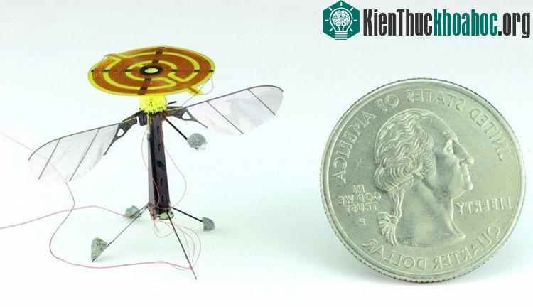 Loại robot côn trùng còn có thể dùng để do thám khi cần.