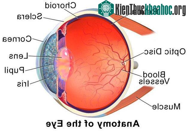Tròng mắt là một hình cầu, lớp củng mạc phía ngoài, màu trắng đục (tròng trắng).