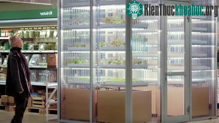 Khách hàng có thể lựa chọn những loại rau cho mình ngay tại khu trang trại mini.