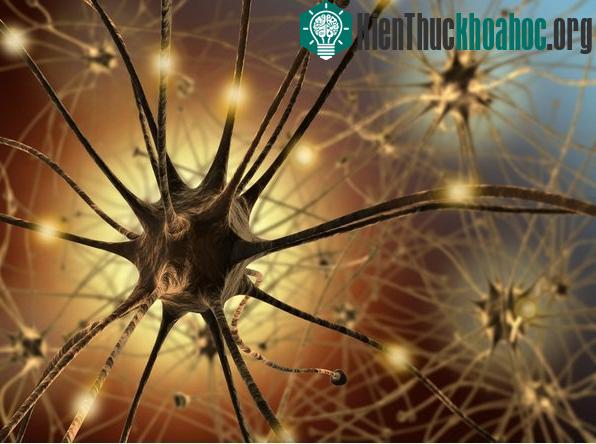 Kỹ thuật bơm tế bào neuron khỏe mạnh vào não.