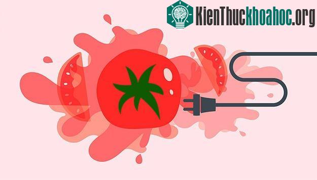 Tế bào vi khuẩn đặc biệt có thể biến cà chua thành điện.