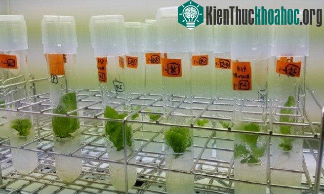 Nhu cầu về lương thực ngày một tăng, đặc biệt khi dân số thế giới được dự báo sẽ đạt mốc 10 tỷ vào năm 2050 trong khi biến đổi khí hậu bất thường gây ra hiện tượng sa mạc hóa đất nông nghiệp tại nh...