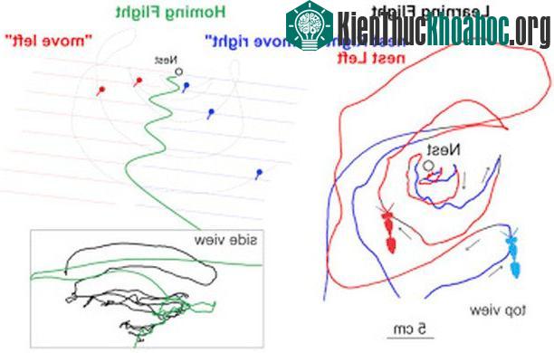 Sơ đồ bên trái thể hiện hành trình đi (hay còn gọi là chuyến bay học tập), bên phải thể hiện hành trình trở về tổ của con ong.