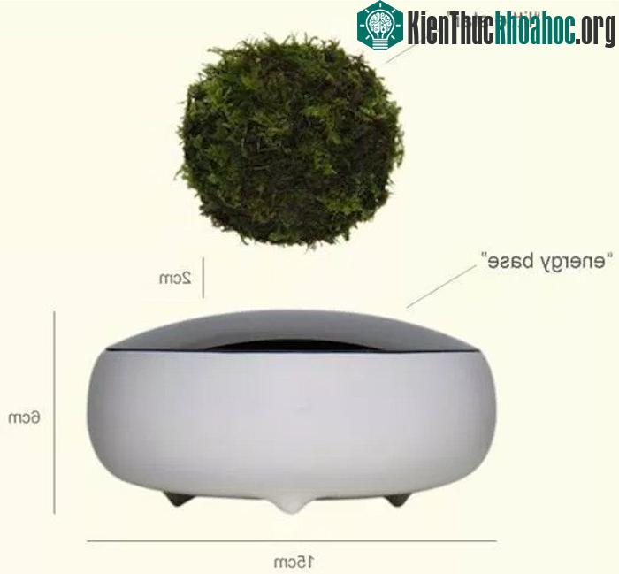 Cấu tạo của một chậu air bonsai.