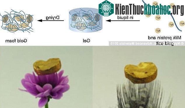 Cấu trúc đặc biệt khiến aerogel vàng nhẹ gần tương đương không khí. (Ảnh: Daily Mail).