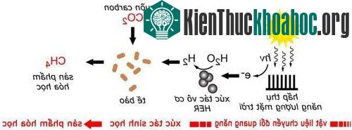 Sơ đồ nguyên tắc phản ứng của lá nhân tạo. (Ảnh: Iflscience).