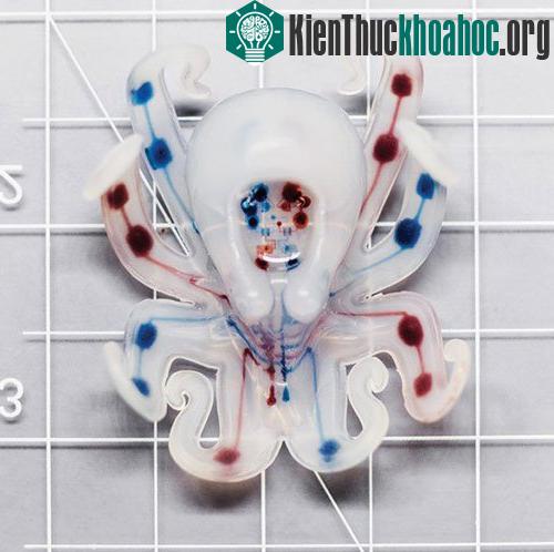 Màu được thêm vào để chỉ rõ những đường dẫn khí từ trung tâm đến các chân.