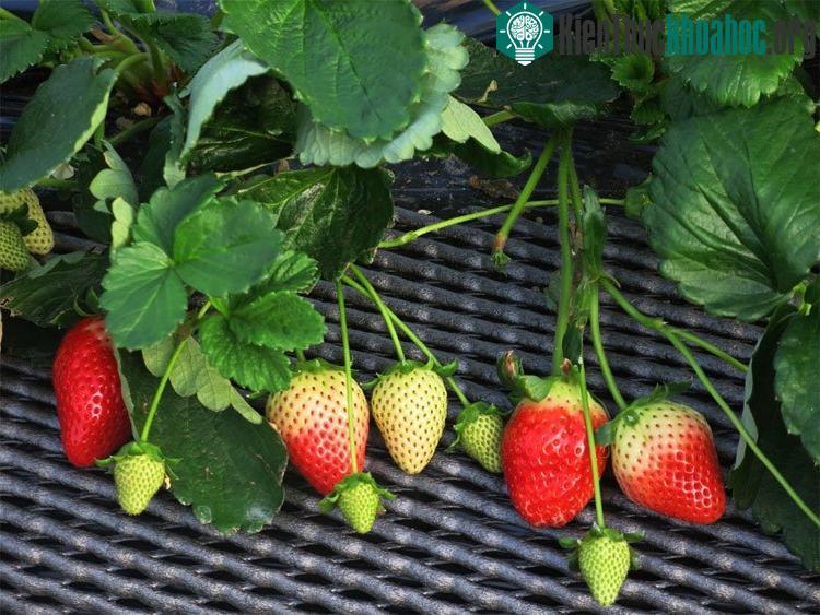 Skyberry là giống mới được trồng cách đây hai năm, chiếm 50% sản lượng dâu của tỉnh.