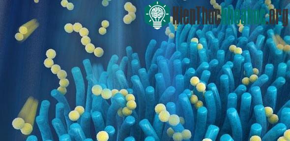 Những dây kẽm này có thể ngăn pin lithium-sulphur xuống cấp một cách cực kì hiệu quả.