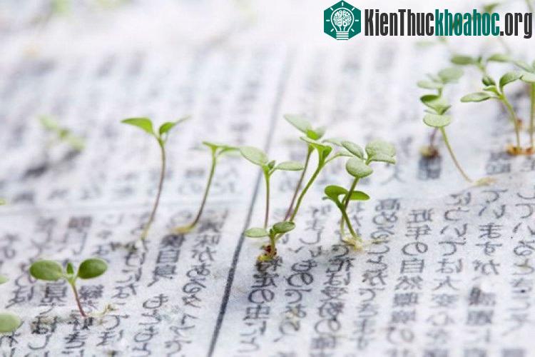 Giấy báo của tờ Mainichi Shimbun được làm từ hỗn hợp giấy tái chế trộn với những hạt giống hoa nhỏ.