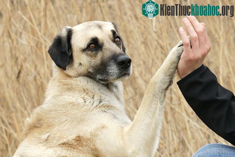 Sẽ tới lúc chúng ta có thể trò chuyện được với chó.