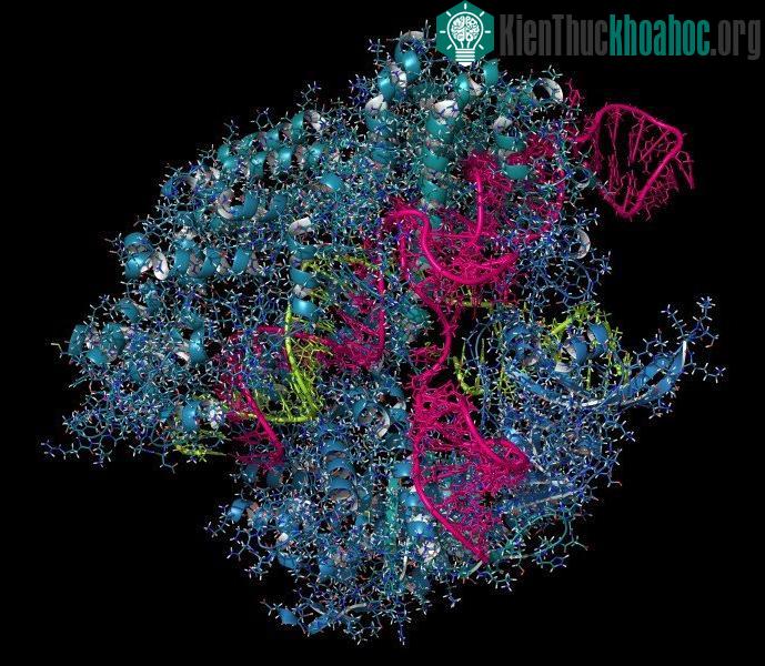 Tế bào vi khuẩn trong trạng thái sau khi "CRISPR".