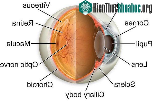 Dây thần kinh tụ lại tại một điểm ra phía sau cầu mắt theo dây thần kinh thị giác vào não.