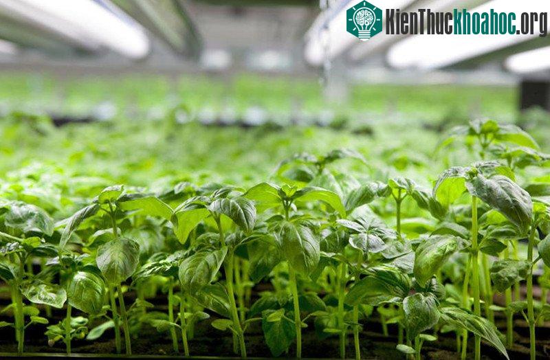 Trang trại này có thể trồng được các loại rau thơm.
