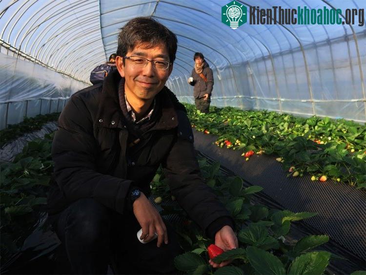 Các hộ trồng dâu cũng được tỉnh Tochigi hỗ trợ 10% chi phí dựng nhà nilon.