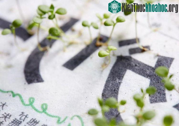 Phát minh khiến Mainichi Shimbun được mệnh danh là "tờ báo xanh".