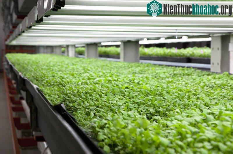 Sản lượng rau mà nông trại Farmedhere có thể cung cấp ra thị trường lên tới khoảng 450 tấn mỗi năm.