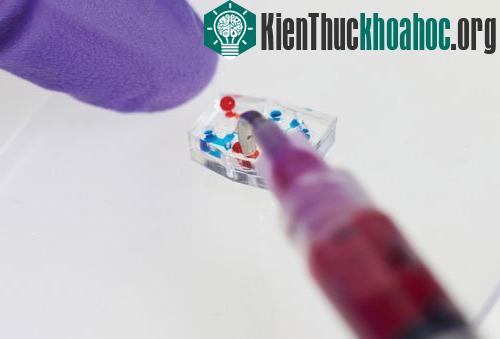 Bộ "não" của Octobot chính là chip microfluidic.