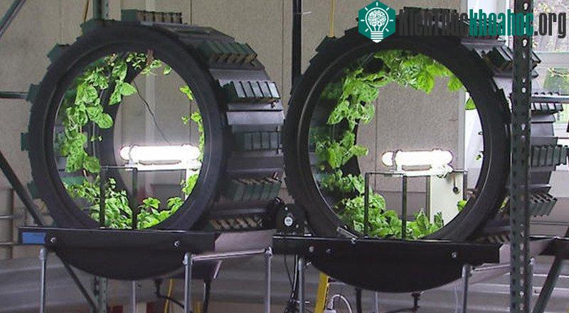 Green Spirit trồng cây trong những chiếc lồng hình trụ tròn đặt ngang.