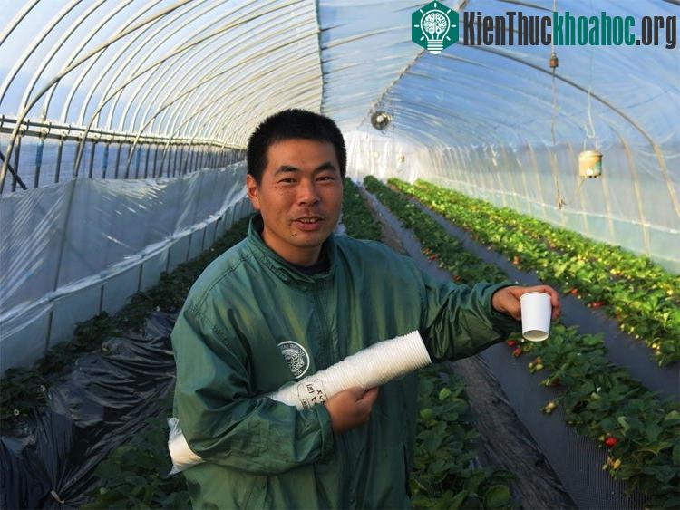 Sau khi chi 2.000 yen, mỗi khách du lịch sẽ được phát một cốc nhựa để đựng phần dâu thừa, hái và ăn dâu tại vườn trong vòng 30 phút.